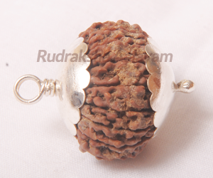 16 Mukhi(Face)Rudraksha