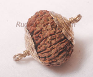 17 Mukhi(Face)Rudraksha
