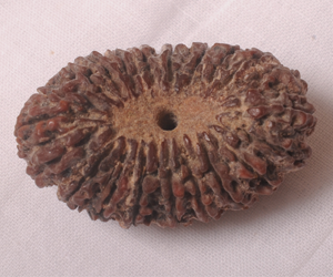 21 Mukhi(Face)Rudraksha