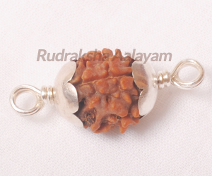 3 Mukhi(Face) Rudraksha Chennai