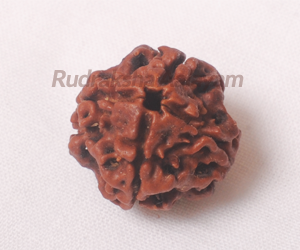 4 Mukhi(Face)Rudraksha Chennai
