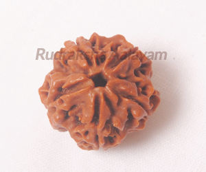 5 Mukhi(Face)Rudraksha Chennai