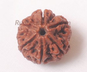 6 Mukhi(Face)Rudraksha