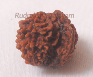 Ganesh Rudraksha