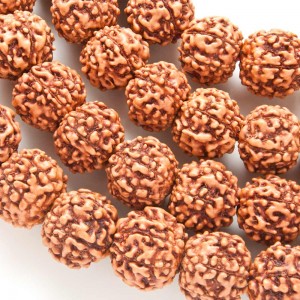 Rudraksha