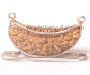 Face 1 Half Moon Shape Rudraksha